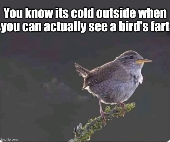 Do Birds Fart Fart Sound